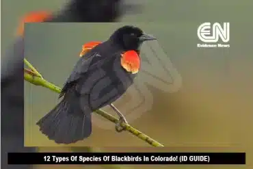 12 Types Of Species Of Blackbirds In Colorado! (ID GUIDE)
