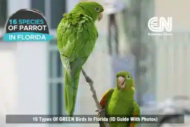 Types Of GREEN Birds In Florida