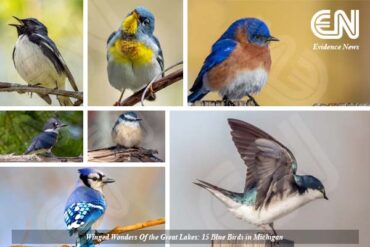 Blue Birds in Michigan