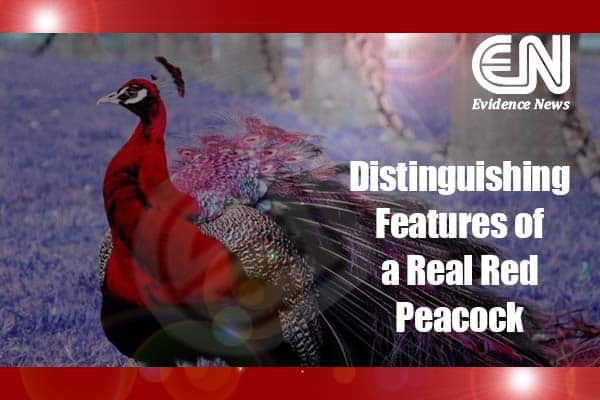 Distinguishing Features of a Real Red Peacock