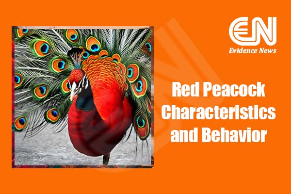 Red Peacock Characteristics and Behavior